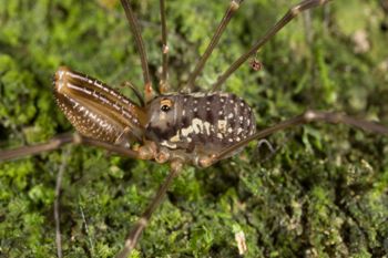 Media type: image;   Invertebrate Zoology 133311